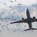 مشکلی به نام برخورد با پرندگان در صنعت هوانوردی