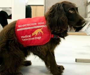 استفاده از سگ برای شناسایی مبتلایان به کرونا در فرودگاه‌های امارات