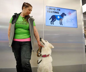 سگی که در ۱۰ ثانیه کرونا را شناسایی می‌کند 