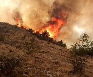 پرواز هواپیما بر فراز جنگل‌ها برای بررسی روند تخریب