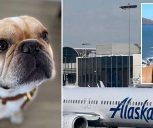 سهل‌انگاری آلاسکا ایرلاینز به قیمت جان یک سگ تمام شد