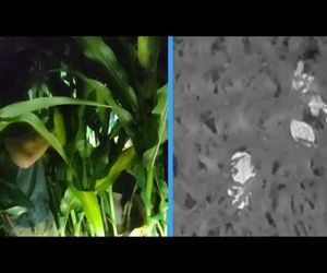 پهپاد تصویربرداری حرارتی کودک گمشده را در مزرعه ذرت پیدا کرد +فیلم