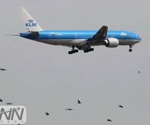 هجوم پرندگان در اطراف فرودگاه امستردام، خلبانان را بهنگام فرود و برخاستن، دچار مشکل کرده است. 