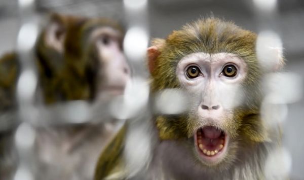 جنایت ناسا علیه جانوران آزمایشگاهی افشا شد