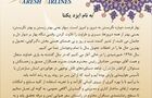 تبریک نوروز از زبان جوان ترین مدیر عامل شرکت های هواپیمایی ایران