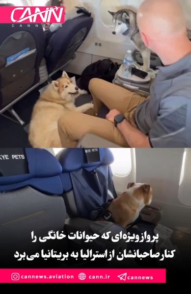 پرواز ویژهای که حیوانات خانگی را کنار صاحبانشان از استرالیا به بریتانیا میبرد