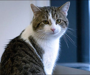 گربه عصبانی خلبان را مجبور کرد به فرودگاه بازگردد