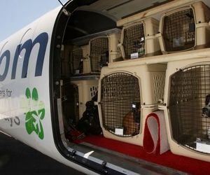 شیوه جالب انتقال حیوانات خانگی به داخل هواپیما + فیلم