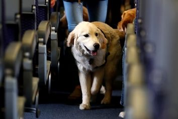 ایتالیا برای نخستین بار درهای کابین هواپیما را به روی حیوانات خانگی بزرگ گشود