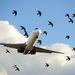 پرندگان بلای جان هواپیماها