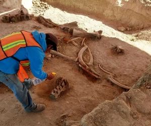 کشف ۷۰ اسکلت ماموت در فرودگاه جدید مکزیکوسیتی