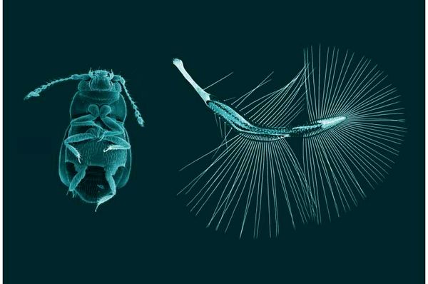 ساخت نسل جدید ریزپرندهها با الهام از پرواز حشرات ریز