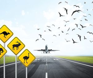 خطر حیات وحش برای صنعت هوانوردی