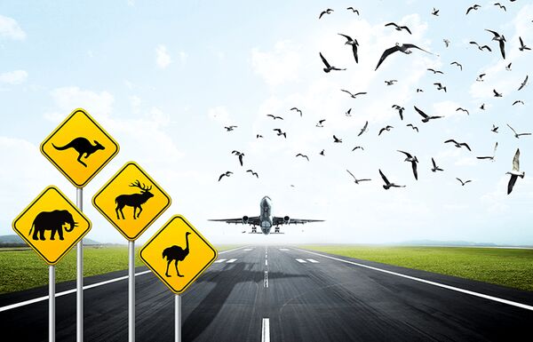 خطر حیات وحش برای صنعت هوانوردی
