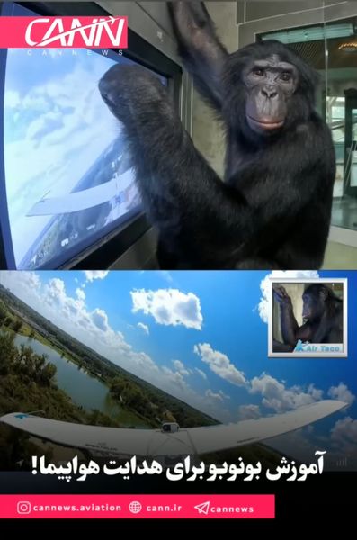 آموزش بونوبو برای هدایت هواپیما!