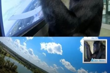 آموزش بونوبو برای هدایت هواپیما!