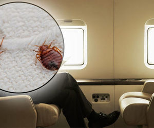 وجود حشره ساس در پروازهای ترکیش ایرلاینز!