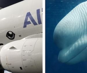 ورود هواپیماهای نهنگ ایرباس به ناوگان هوایی بین‌الملل