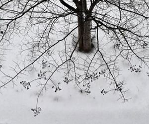 بارش برف ده‌ها پرواز را در کارولینای جنوبی لغو کرد