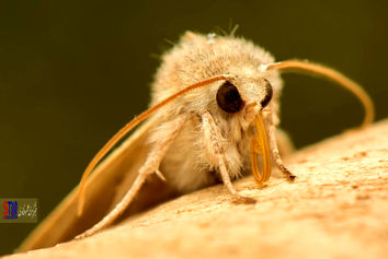 الهام از چشم بید در ساخت سطح ضد یخ برای هواپیما و عینک