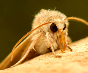 الهام از چشم بید در ساخت سطح ضد یخ برای هواپیما و عینک