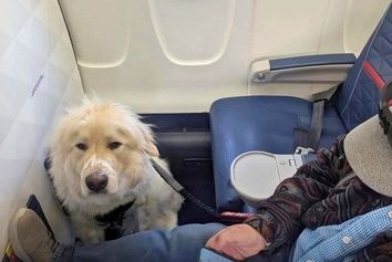 فرود اضطرای برای نجات یک سگ بیمار؛ اقدام نادر "دلتا ایرلاینز"