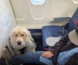 فرود اضطرای برای نجات یک سگ بیمار؛ اقدام نادر 