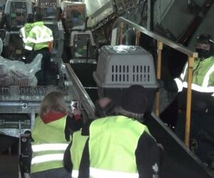 انتقال ۳۰۰ سگ و گربه از افغانستان به ونکوور!
