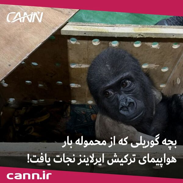 بچه گوریلی که از محموله بار هواپیمای ترکیش ایرلاینز نجات یافت! +فیلم

