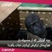 بچه گوریلی که از محموله بار هواپیمای ترکیش ایرلاینز نجات یافت! +فیلم


