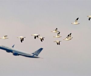 افزایش ۳۶ درصدی پروازهای عبوری از آسمان ایران