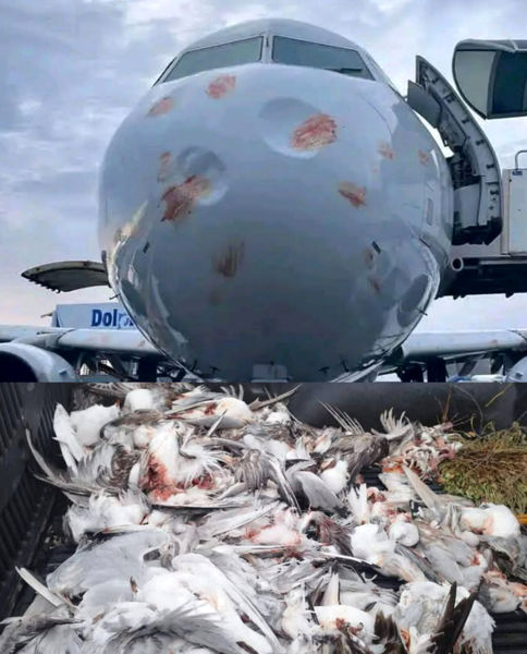 برخورد هواپیمای ایرباس A320 با دسته بزرگی از پرندگان