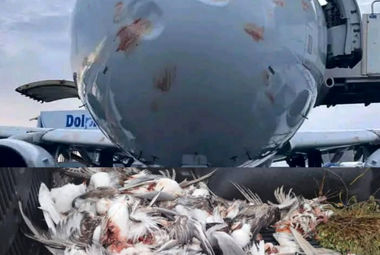 برخورد هواپیمای ایرباس A320 با دسته بزرگی از پرندگان