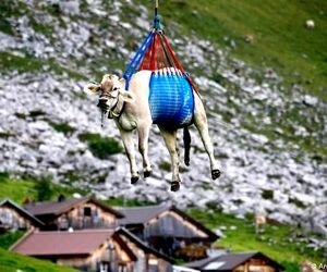 پرواز گاوهای زخمی در سوییس