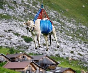 پرواز گاوهای زخمی در سوییس