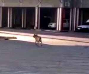 جولان سگ‌های ولگرد در باند برخی فرودگاه‌ها +فیلم