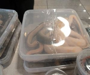 کشف ٢٠٠ خزنده خطرناک از  بار یک مسافر در فرودگاه امام