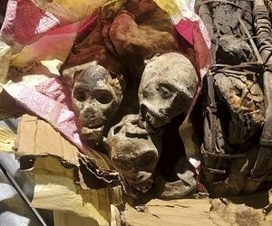 سگ گمرک فرودگاه بوستون میمون‌های مومیایی شده را در چمدان‌های یک مسافر شناسایی کرد