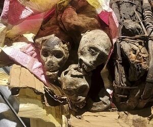 سگ گمرک فرودگاه بوستون میمون‌های مومیایی شده را در چمدان‌های یک مسافر شناسایی کرد