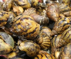 کشف ۹۰ حلزون غول پیکر آفریقایی در چمدان مسافر پرواز!